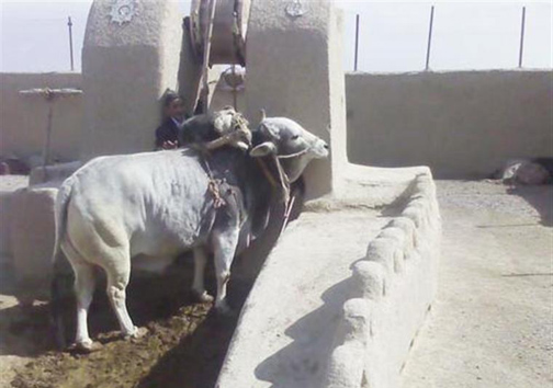 تنها گاوچاه نصف جهان