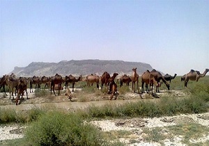 تلف شدن ۲۰ شتر بر اثر ویروس هاری در خاش