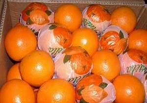 اجرای طرح تازه خوری مرکبات در قم