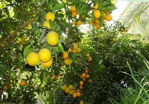 آغاز برداشت مرکبات در طبس