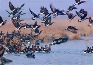 برگزاری تور پرنده‌نگری با حضور کودکان سنندجی
