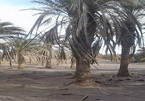 خشکسالی در نخلستان&zwnj;های روستای سرزه + فیلم