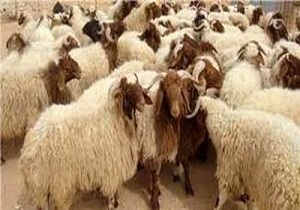 انجام ۵۴۰ مورد بازدید از مراکز عرضه فرآورده های خام دامی