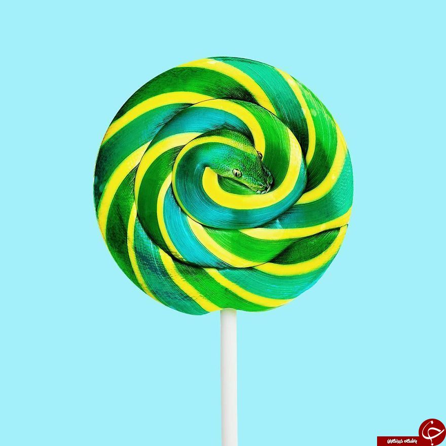 ترکیب عجیب و خنده دار تصاویر با فتوشاپ