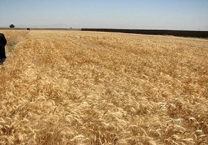 کشت جو در بیش از سه هزار هکتار از مزارع آبیک