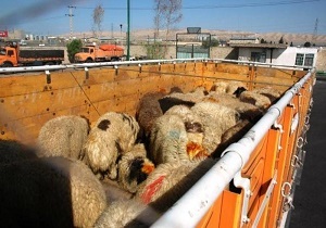 کشف ۸۸ راس دام قاچاق در خاتم