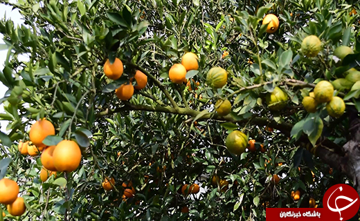 درخت شگفت انگیز در شمال ایران