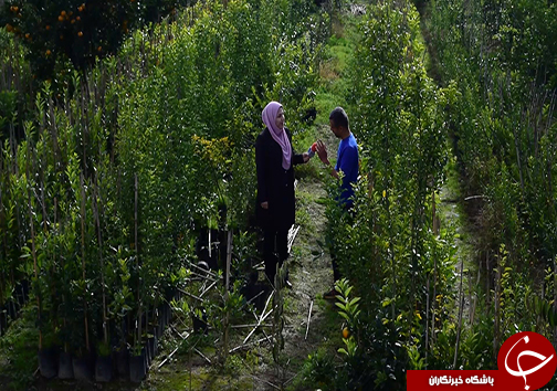درخت شگفت انگیز در شمال ایران