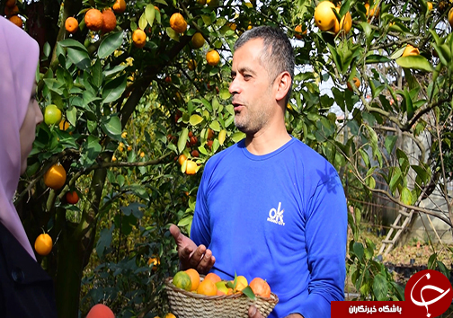 درخت شگفت انگیز در شمال ایران