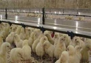 تولید 10 درصد جوجه یک‌روزه کشور دراستان اردبیل