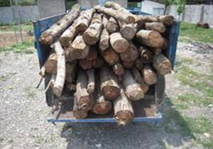 دستگیری قاچاقچیان چوب در گچساران