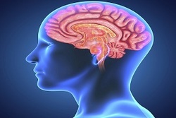 مغز افراد باهوش دارای اتصالات بیشتری است