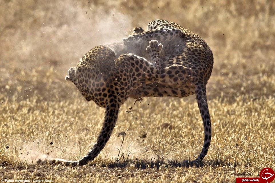 جنگ جالب یوز پلنگ ها