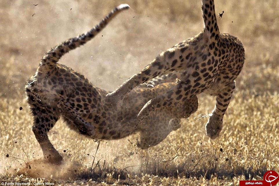 جنگ جالب یوز پلنگ ها