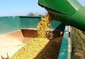 برداشت ذرت دانه‌ای از مزارع داراب