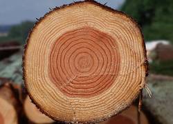 هنرنمایی بی نظیر یک هنرمند روی چوب