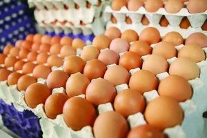 فعالیت ۱۶ واحد مرغداری تولید تخم مرغ در استان زنجان