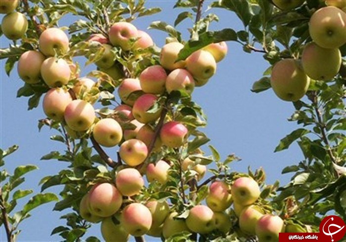 آذربایجان غربی سرزمین سیب&zwnj;های الوان/صادرات بیش از ۲۰۰ هزار تن سیب درختی به خارج از کشور
