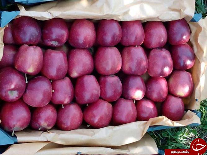 آذربایجان غربی سرزمین سیب&zwnj;های الوان/صادرات بیش از ۲۰۰ هزار تن سیب درختی به خارج از کشور