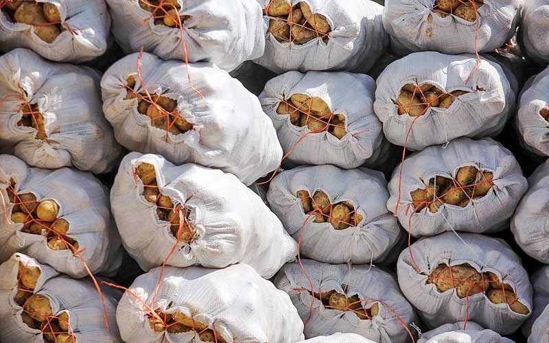 صادرات بیش از 5 میلیون دلار سیب زمینی از همدان