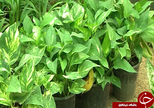 شغل مرتبط با مدرک مشکل اصلی کارجویان / گزارش از بانوی صادرکننده گل و گیاه