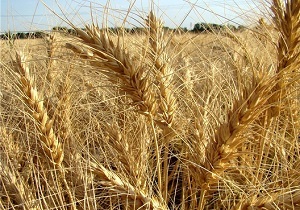 مصرف سالانه ۱۰۰ هزار تن گندم در چهارمحال و بختیاری