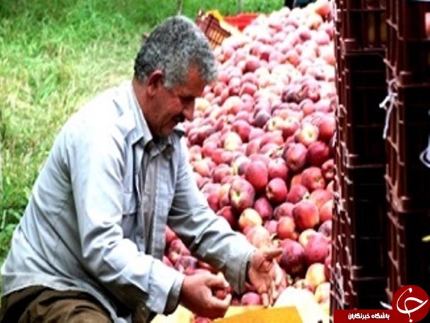 آذربایجان غربی سرزمین سیب&zwnj;های الوان/صادرات بیش از ۲۰۰ هزار تن سیب درختی به خارج از کشور