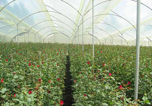افزایش واحدهای گلخانه ای آذربایجان غربی از 80 به 105 واحد