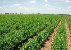 اجرای ۲۷ سایت الگویی تولیدی - ترویجی در بخش کشاورزی