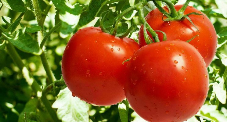 رباتی که گوجه فرنگی میچیند!