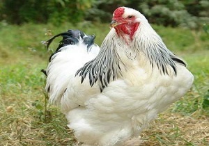 مرغ ارزان شد/ افزایش قیمت جوجه یکروزه در آینده ای نزدیک