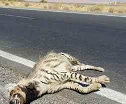 تلف شدن کفتاری راه راه در حادثه جاده ای
