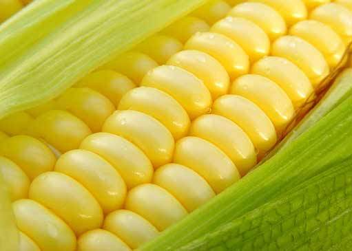 آغاز برداشت ذرت دانهای از مزارع مناطق جنوبی ایلام آغاز برداشت ذرت دانهای از مزارع مناطق جنوبی ایلام