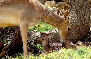 تکثیر و احیای گوزن زرد ایرانی در دشت خوزستان
