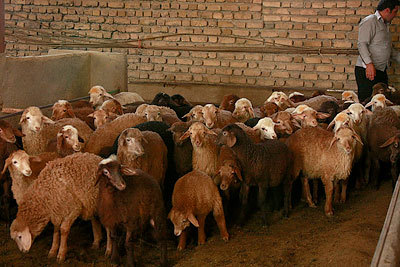 احداث ۲۰۰ جایگاه دام در روستاهای زلزله‌زده توسط خیرین