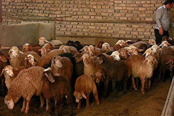 احداث ۲۰۰ جایگاه دام در روستاهای زلزله&zwnj;زده توسط خیرین