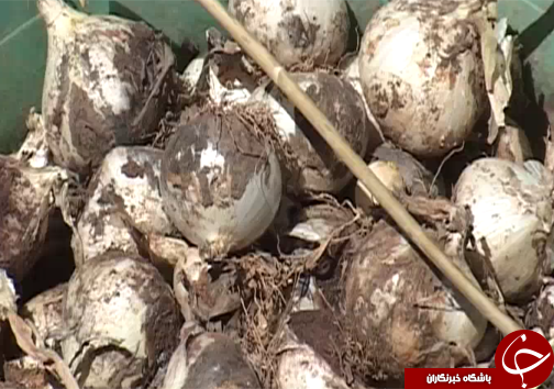 موسیر گیاهی با قابلیت کشت در اراضی کم بازده در لرستان/به صداردرآمدن زنگ خطر برداشت بی رویه موسیر+تصاویر