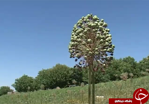 موسیر گیاهی با قابلیت کشت در اراضی کم بازده در لرستان/به صداردرآمدن زنگ خطر برداشت بی رویه موسیر+تصاویر