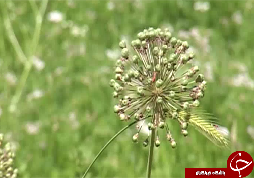 موسیر گیاهی با قابلیت کشت در اراضی کم بازده در لرستان/به صداردرآمدن زنگ خطر برداشت بی رویه موسیر+تصاویر