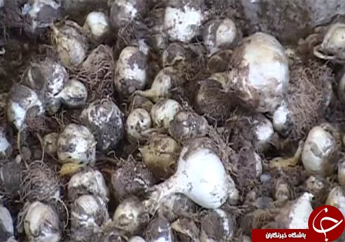 موسیر گیاهی با قابلیت کشت در اراضی کم بازده در لرستان/به صداردرآمدن زنگ خطر برداشت بی رویه موسیر+تصاویر