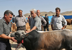 خطر مرگباری که پشت مصرف گوشت دام&zwnj;های صنعتی نهفته است