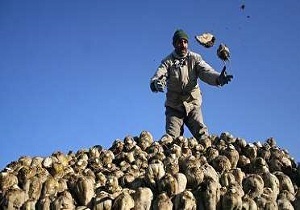 خرید ۴۰۰ هزارتن چغندرقند در خوی