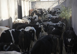 کشف ۲۶ راس گوساله قاچاق در سراوان