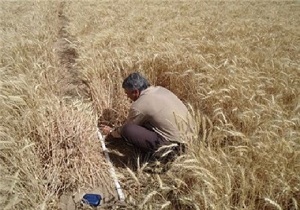 باقی مانده مطالبات جو کاران خراسان جنوبی فردا صبح پرداخت می شود