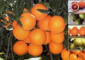 جهرم، قطب بسته بندی و سورتینگ مرکبات کشور/ بسته بندی سالانه ۵۰۰ هزار تن مرکبات تولیدی در جهرم