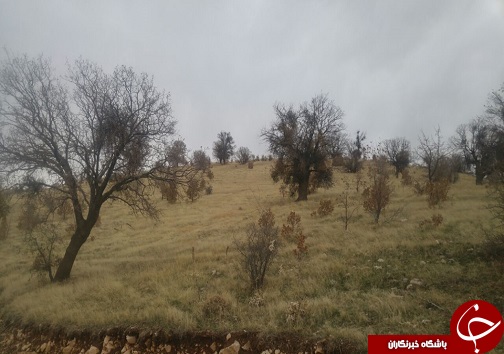 عملیات مبارزه با آفت لورانتوس +تصاویر