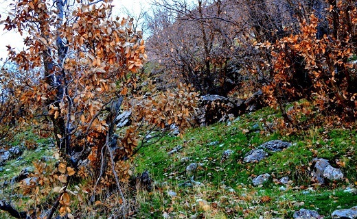 نمایی زیبا از طبیعت دیدنی سر پل ذهاب + تصاویر