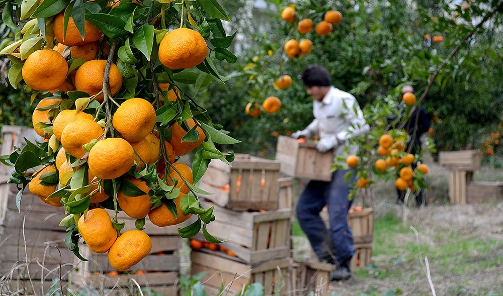 ثمرچینی از باغات مرکبات شوش آغاز شد