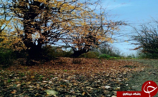چشم&zwnj;اندازی زیبا از منطقه روستایی &laquo;نارنج لنگه&raquo; + فیلم