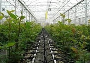 احداث و راه اندازی شهرک گلخانه ای در خلخال